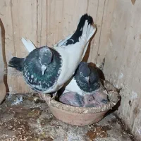 کفتر