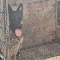 ماده ژرمن شیپر شیب استاندارد اموزش دیده|سگ|شاهینشهر, گزبرخوار|دیوار