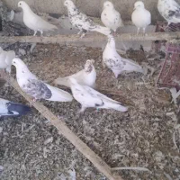 ۱۵ عدد کبوتر|پرنده|کرج, کمال‌شهر|دیوار