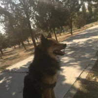 واگذاری (مشروط) رایگان ژرمن هاسکی نر|سگ|تهران, شهران شمالی|دیوار