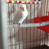 مرغ عشق رینبو|پرنده|میناب, |دیوار