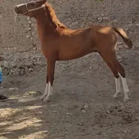 کره.نریان