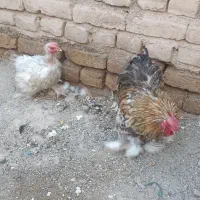 مرغ و خروس کوشین معاوضه با قناری بخون