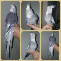 عروس هلندی رام و سخنگو پرورش خانگی