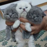 توله گربه اسکاتیش ، بریتیش ، پرشین