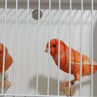 جفت قناری رد فاکتور اورجینال|پرنده|اهواز, کمپلو شمالی|دیوار