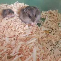 همسفر جفت|موش و خرگوش|قم, سالاریه|دیوار