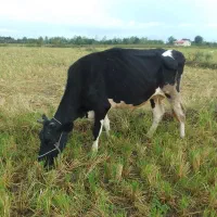 فروش گاو هلشتاین