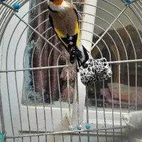 سهره بهاره دوعدد