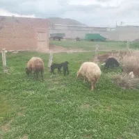 گوسفند و بز