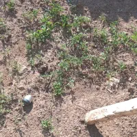 نهال گوجه