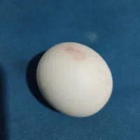 الماس آسیاب|جواهرات|شیراز, لاله|دیوار