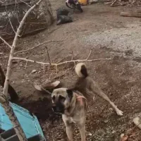 واگذاری سرابی۳ساله گله ای نگهبان