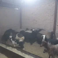 میش.بز.بره.بزغاله|حیوانات مزرعه|قم, پردیسان|دیوار