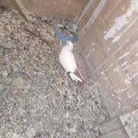 دم سرخ|پرنده|اهواز, کیانشهر|دیوار