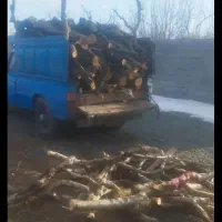 درخت|خدمات باغبانی و درختکاری|اشنویه, |دیوار