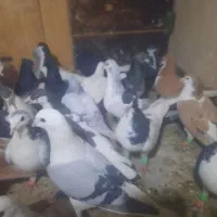 ۳۰ تا پرشی رنگی|پرنده|سبزوار, باهنر|دیوار