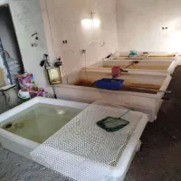 وان|ابزارآلات|قم, چهل درخت|دیوار