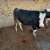 قسمت 300،000،000|حیوانات مزرعه|قزوین, |دیوار