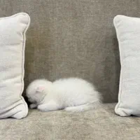 حیوانات خانگی گربه|گربه|گرگان, |دیوار