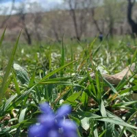 ۳۳۰۰متر زمین کشاورزی سنددار