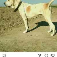 کم شده|حیوانات|سیمین شهر, |دیوار