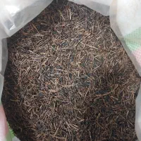 چای چوب بهاره تولیدبه مصرف.