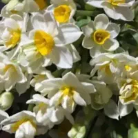 نرگس فقط فردا شاخه ای ۶ تومان