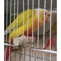 یک عدد رد چیک دیروز گم شد درمحله رستگار مقدم