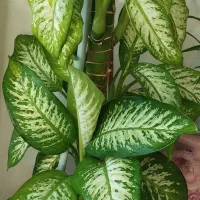 گل طبیعی دیفن باخیا