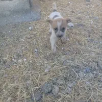 واگذاری چند عدد تو ل ه سگ|سگ|کرمانشاه, |دیوار