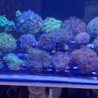 مرجان همر و تورچ