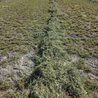 فروش دوتن یونجه نرم