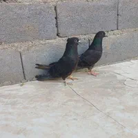 کفتر (کبوتر)دمگیر غلاغ دولا|پرنده|اصفهان, ارغوانیه|دیوار