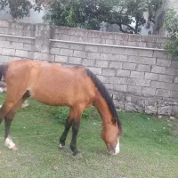 اسب