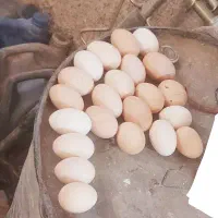 تخم مرغ نطفه دار روزانه