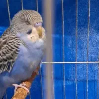 گمشده مرغ عشق