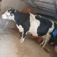 گاوسیمیتال‌جوان