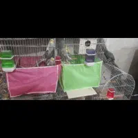 پرنده عروس هلندی مرغ عشق کوتوله برزیلی|پرنده|تفت, |دیوار