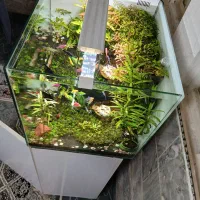 آکواریوم با گیاه زنده|ماهی|قم, نخودی|دیوار