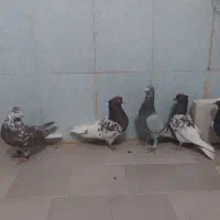 ۵عددکفترهوایی