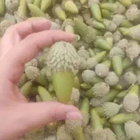 بلوط تازه یاسوج|خوردنی و آشامیدنی|چیتاب, |دیوار