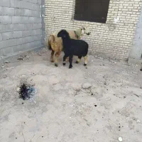 بز و بره|حیوانات مزرعه|شوشتر, |دیوار