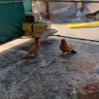 کبوتر زرد نروماده