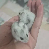 فروش همستر کمپل|موش و خرگوش|تهران, گرگان|دیوار