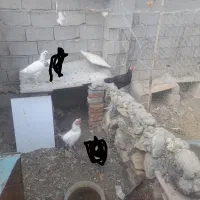 مرغ وخروس گلین