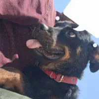 سگ روتوایلر نر