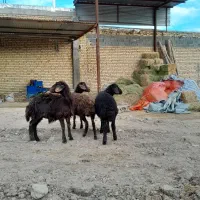 بره نروماده قره قزل