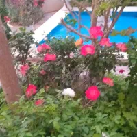 منزل همکف فقط به خانواده بدون دود ودم مرکز شهر|اجارهٔ کوتاه‌مدت آپارتمان و سوئیت|اصفهان, ملک|دیوار