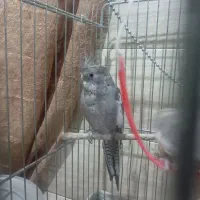 عروس هلندی فروش یا معاوضه